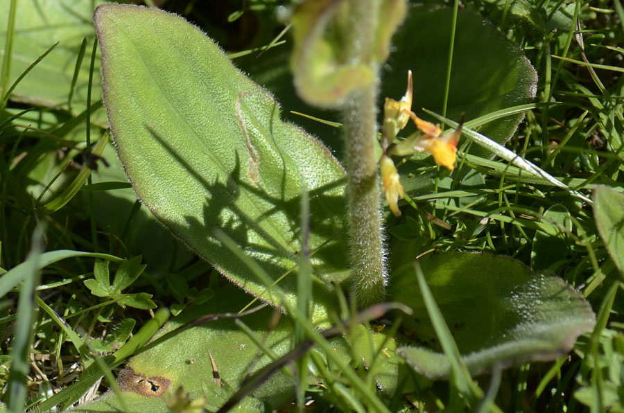 Arnica montana / Arnica